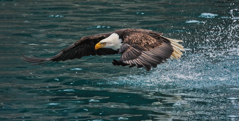 Bald Eagle flying over water.
