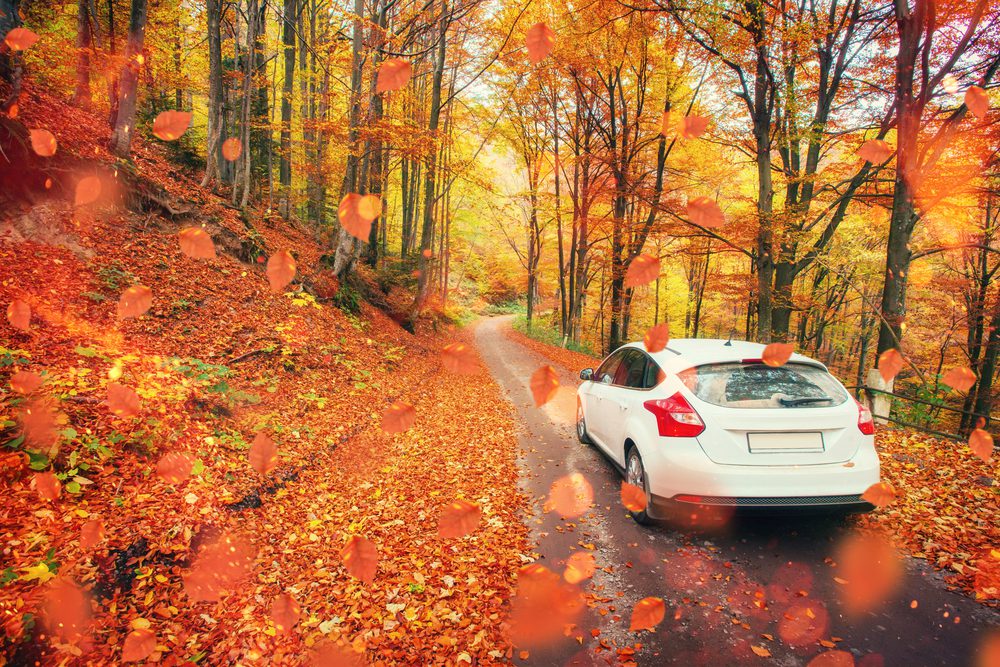 A white car is covered by fall leaves , as they drive through a road in Old Saybrook, CT